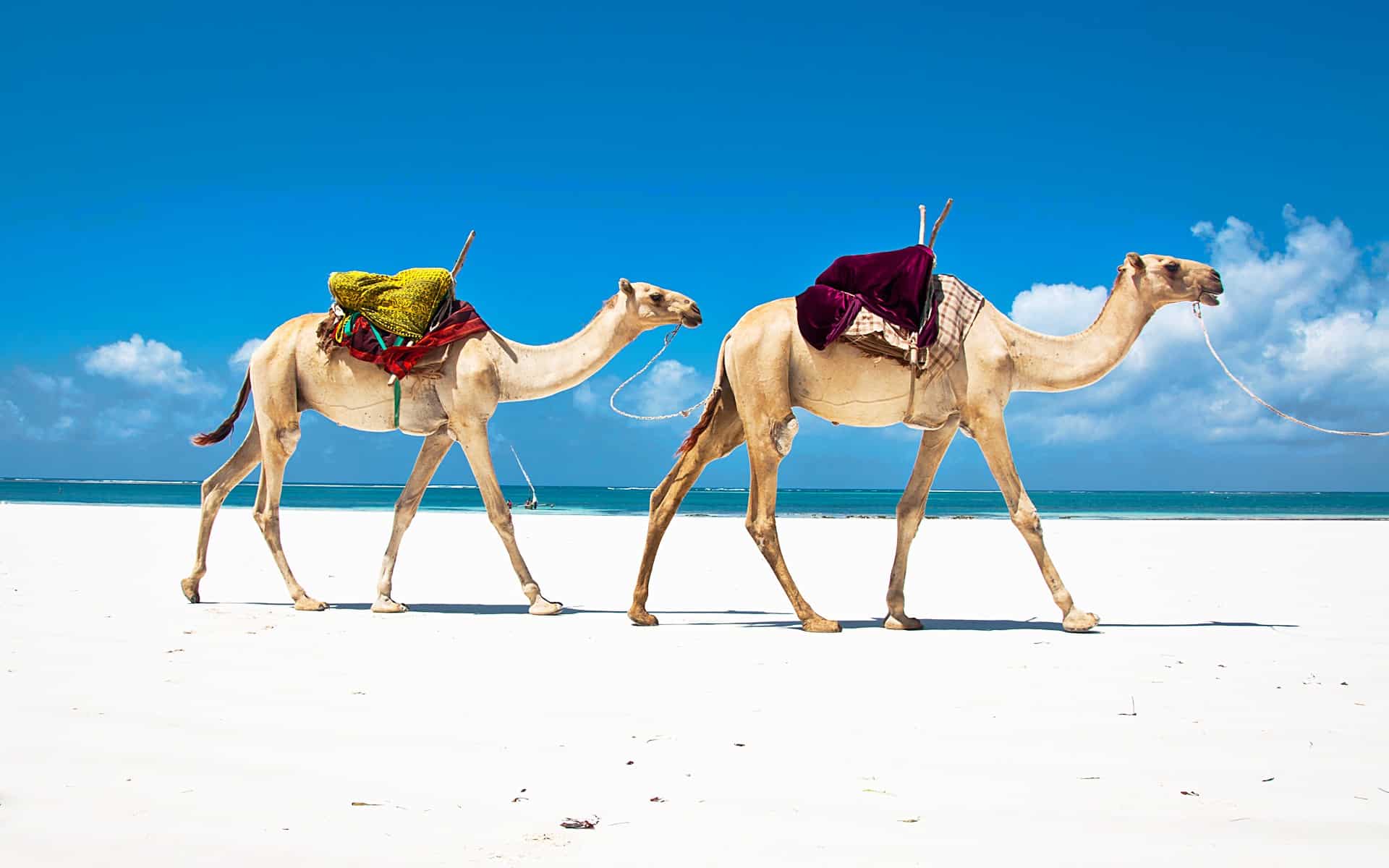 diani-camels